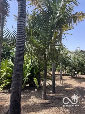 Palmier à graines d'olive (Chambeyronia oliviformis) - Vue 2 | InfiniPalm