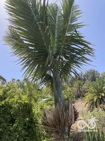 Palmier à graines d'olive (Chambeyronia oliviformis) - Vue 1 | InfiniPalm
