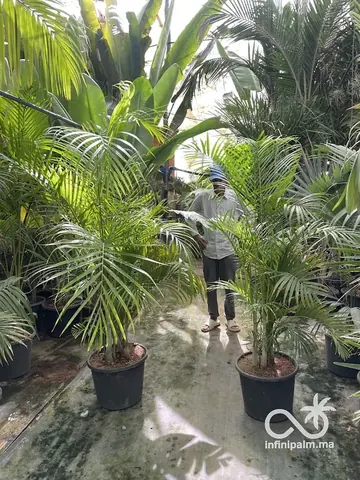 Palmier Areca (Dypsis lutescens) - Vue 5 | InfiniPalm