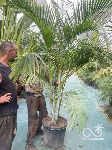 Palmier Areca (Dypsis lutescens) - Vue 4 | InfiniPalm