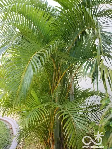 Palmier Areca (Dypsis lutescens) - Vue 1 | InfiniPalm
