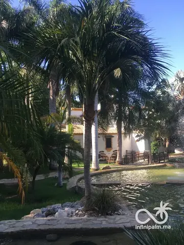 Palmier Belmore (Howea belmoreana) - Vue 1 | InfiniPalm