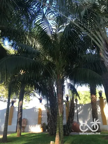 Palmier Kentia (Howea forsteriana) - Vue 4 | InfiniPalm