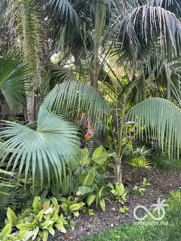 Palmier Kentia (Howea forsteriana) - Vue 3 | InfiniPalm