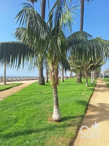 Palmier Kentia (Howea forsteriana) - Vue 5 | InfiniPalm