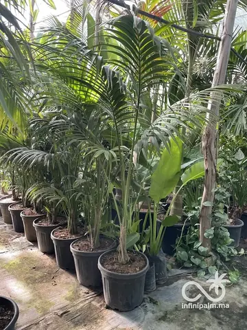 Palmier Kentia (Howea forsteriana) - Vue 2 | InfiniPalm