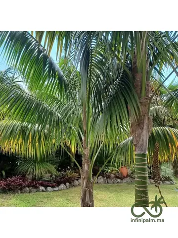 Palmier Kentia (Howea forsteriana) - Vue 1 | InfiniPalm