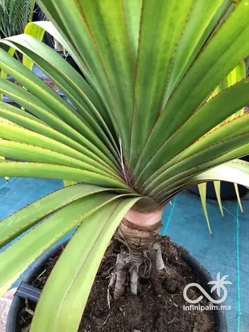 Vacoas (Pandanus utilis) - Vue 3 | InfiniPalm