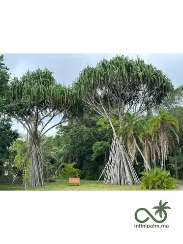 Vacoas (Pandanus utilis) - Vue 4 | InfiniPalm