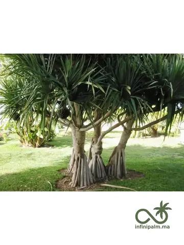 Vacoas (Pandanus utilis) - Vue 7 | InfiniPalm