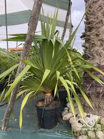 Vacoas (Pandanus utilis) - Vue 5 | InfiniPalm
