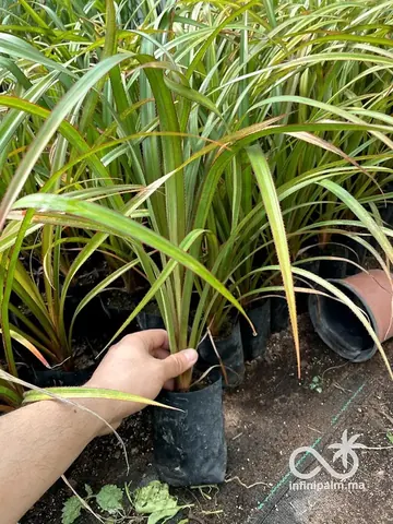 Vacoas (Pandanus utilis) - Vue 2 | InfiniPalm