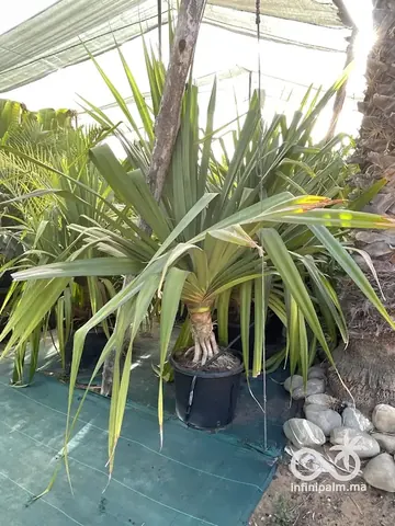 Vacoas (Pandanus utilis) - Vue 6 | InfiniPalm