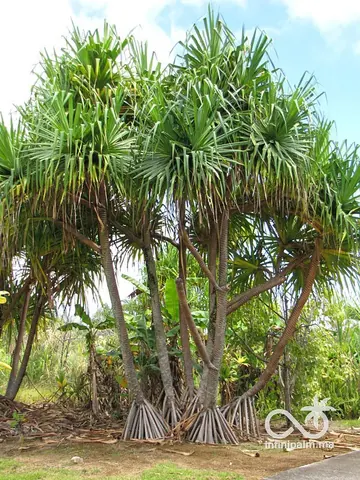Vacoas (Pandanus utilis) - Vue 1 | InfiniPalm