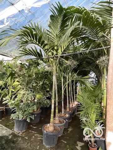 Palmier élégant (Ptychosperma elegans) - Vue 3 | InfiniPalm