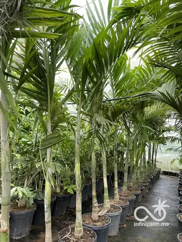 Palmier élégant (Ptychosperma elegans) - Vue 5 | InfiniPalm