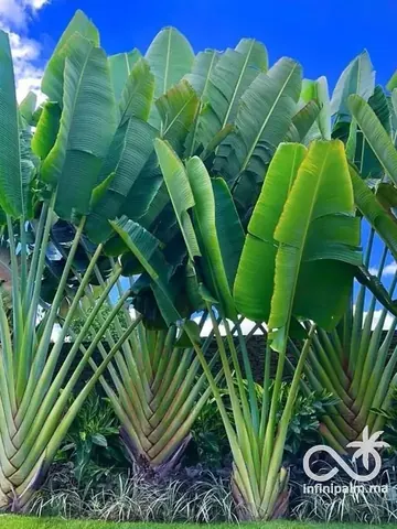 Arbre du voyageur (Ravenala madagascariensis) - Vue 3 | InfiniPalm