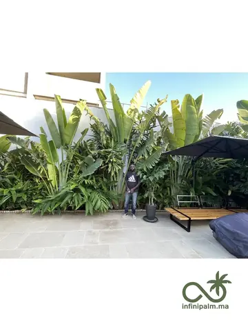 Arbre du voyageur (Ravenala madagascariensis) - Vue 6 | InfiniPalm