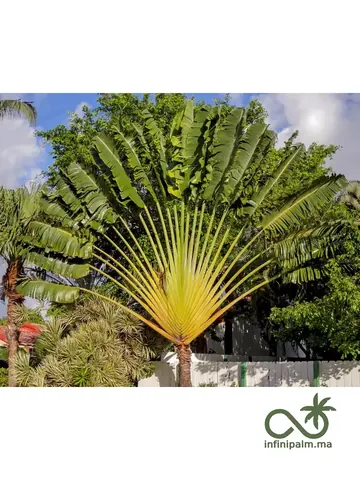 Arbre du voyageur (Ravenala madagascariensis) - Vue 4 | InfiniPalm