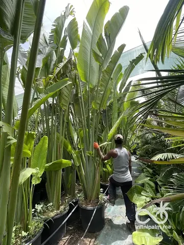 Arbre du voyageur (Ravenala madagascariensis) - Vue 5 | InfiniPalm