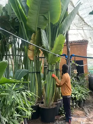 Arbre du voyageur (Ravenala madagascariensis) - Vue 2 | InfiniPalm