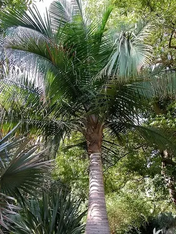 Palmier majestueux (Ravenea rivularis) - Vue 4 | InfiniPalm