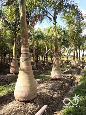 Palmier royal (Roystonea regia) - Vue 5 | InfiniPalm