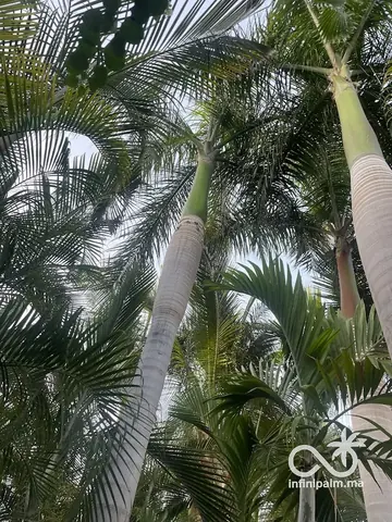 Palmier royal (Roystonea regia) - Vue 4 | InfiniPalm