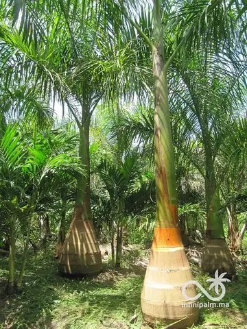 Palmier royal (Roystonea regia) - Vue 1 | InfiniPalm
