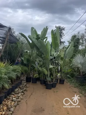 Grand oiseau de paradis blanc (Strelitzia augusta) - Vue 2 | InfiniPalm