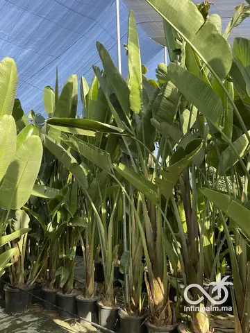 Grand oiseau de paradis blanc (Strelitzia augusta) - Vue 3 | InfiniPalm