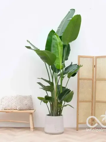 Strelitzia géant (Strelitzia nicolai) - Vue 2 | InfiniPalm