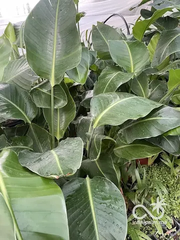 Strelitzia géant (Strelitzia nicolai) - Vue 3 | InfiniPalm