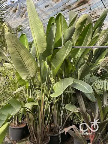 Strelitzia géant (Strelitzia nicolai) - Vue 1 | InfiniPalm