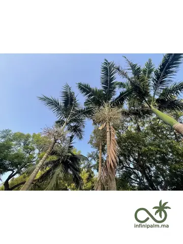 Palmier de Montgomery (Veitchia arecina) - Vue 2 | InfiniPalm