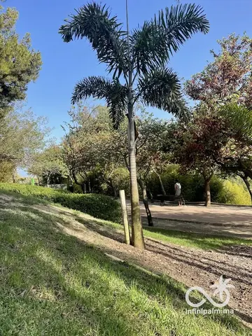 Palmier queue de renard (Wodyetia bifurcata) - InfiniPalm