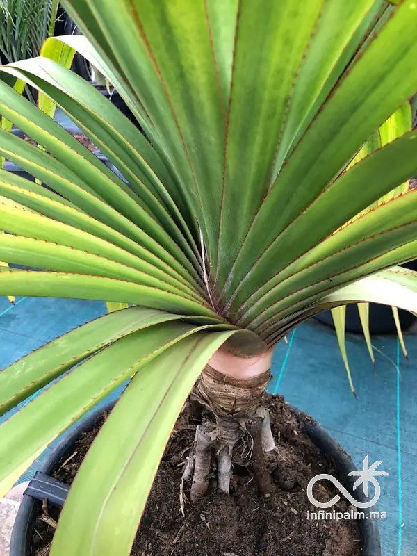 Vacoas (Pandanus utilis) - Vue 2 | InfiniPalm
