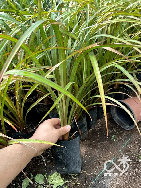 Vacoas (Pandanus utilis) - Vue 6 | InfiniPalm