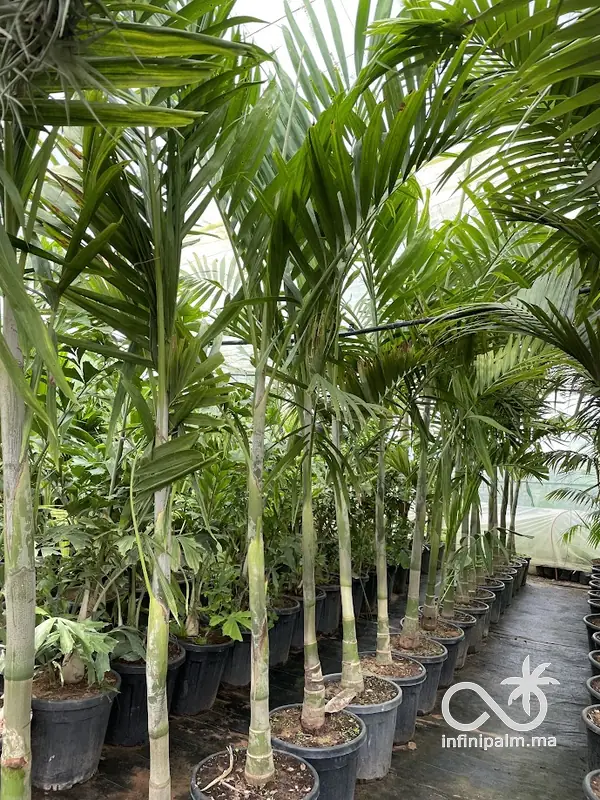 Palmier élégant (Ptychosperma elegans) - Vue 3 | InfiniPalm
