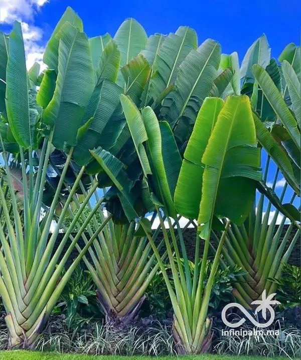 Arbre du voyageur (Ravenala madagascariensis) - Vue 2 | InfiniPalm
