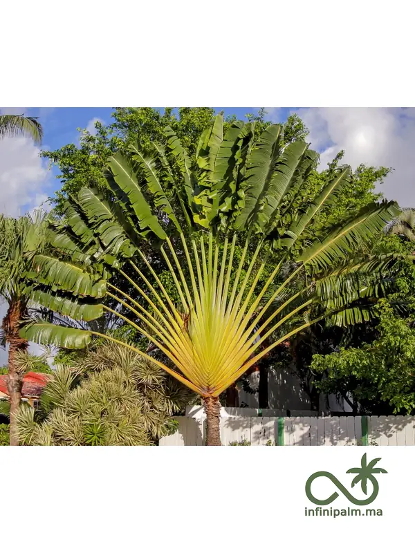 Arbre du voyageur (Ravenala madagascariensis) - Vue 4 | InfiniPalm