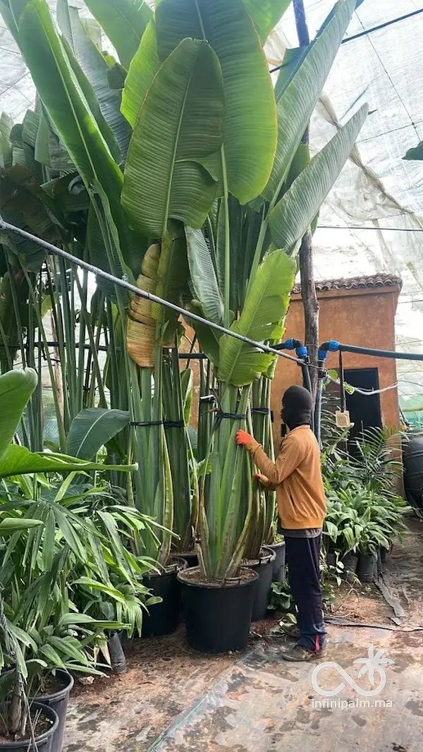 Arbre du voyageur (Ravenala madagascariensis) - Vue 6 | InfiniPalm