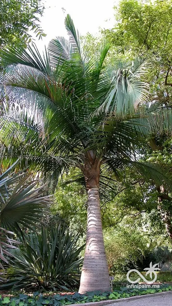 Palmier majestueux (Ravenea rivularis) - Vue 2 | InfiniPalm