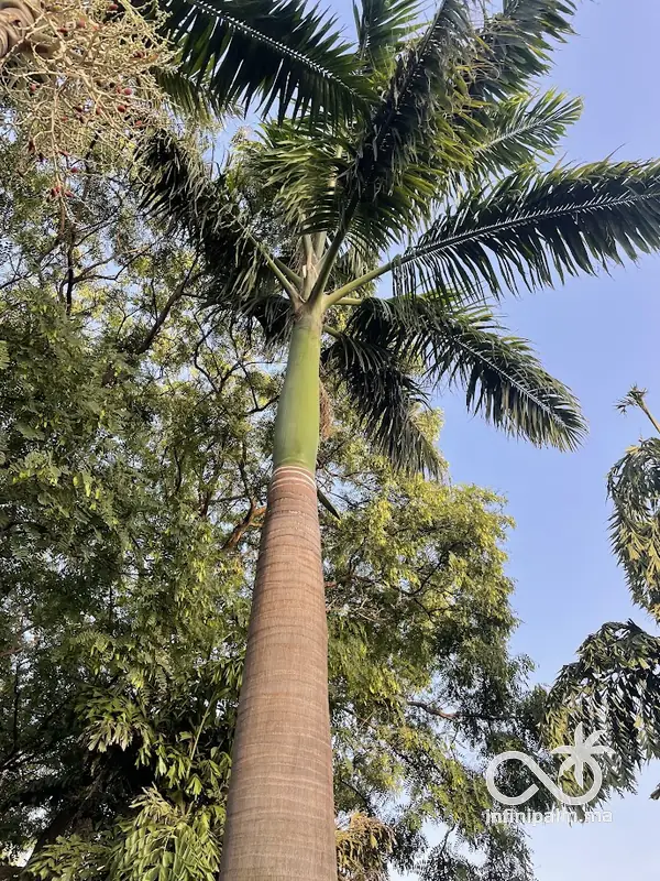 Roystonea oleracea