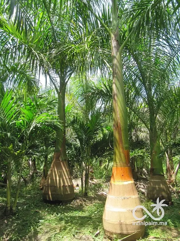 Palmier royal (Roystonea regia) - InfiniPalm
