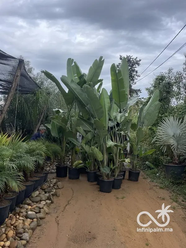 Grand oiseau de paradis blanc (Strelitzia augusta) - Vue 2 | InfiniPalm