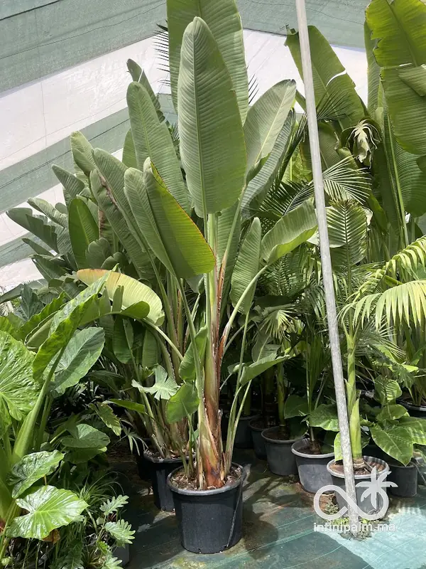 Grand oiseau de paradis blanc (Strelitzia augusta) - InfiniPalm
