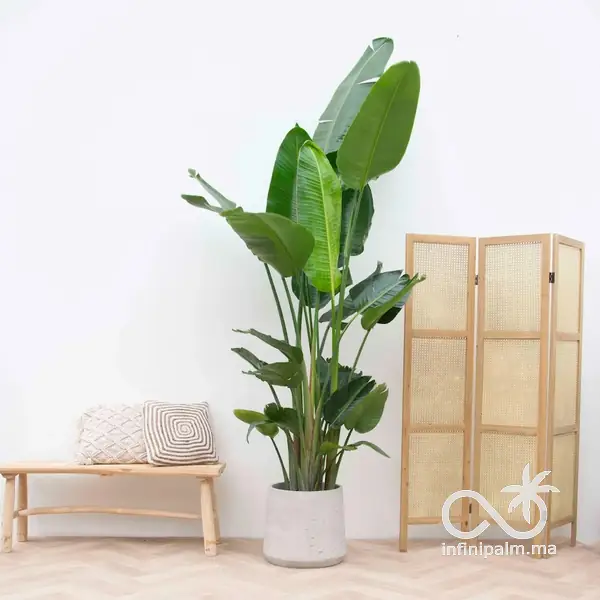 Strelitzia géant (Strelitzia nicolai) - Vue 2 | InfiniPalm