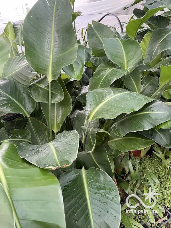 Strelitzia géant (Strelitzia nicolai) - Vue 3 | InfiniPalm
