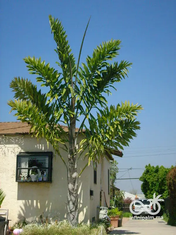Wallichia disticha